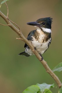 Amazon Kingfisher (Chloroceryle amazona) perched on a branch in the Pantanal region of Brazil