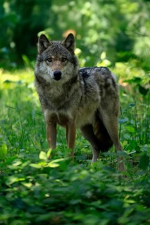 Wolf (Canis lupus), adult, in the forest, alert, Hesse, Germany