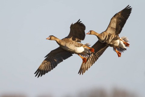 Greater White-fronted Goose (Anser albifrons) juvenile and adult flying, North Rhine-Westphalia,