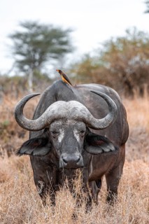 Cape buffalo (Syncerus caffer caffer) with yellowbill oxpecker (Buphagus africanus), Kruger