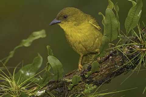 Olive-green Tanager (Orthogonys chloricterus)