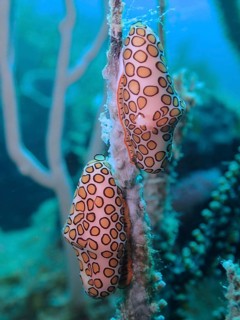 Two orange speckled snails, flamingo tongue (Cyphoma gibbosum), on a soft coral in a blue
