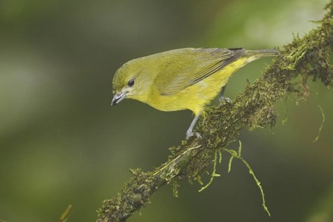 Orange-bellied Euphonia (Euphonia xanthogaster) female, Ecuador