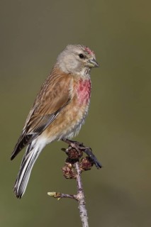 Common Linnet (Linaria cannabina) male, Paphos, Cyprus