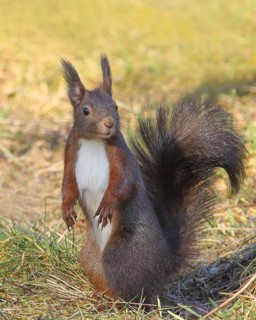 Squirrel (Sciurus vulgaris), dark morph, standing in the grass, wildlife, animals, mammal, rodent,