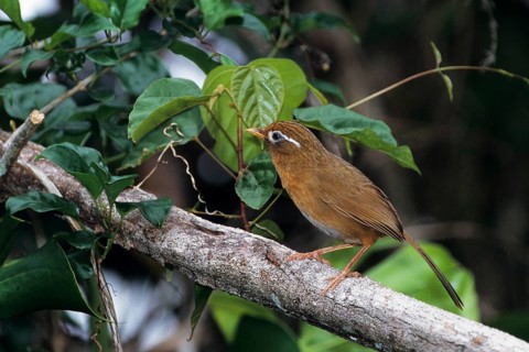 Chinese Hwamei (Garrulax canorus), Hawaii, USA