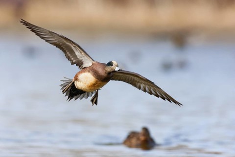 American Wigeon (Mareca americana) male flying, British Columbia, Canada