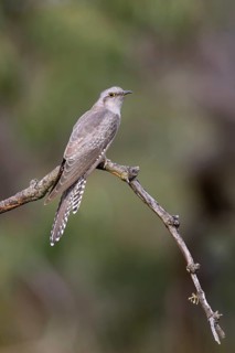 Pallid Cuckoo (Cacomantis pallidus), Victoria, Australia