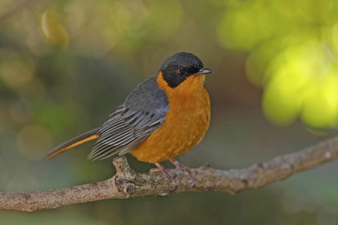 Chorister Robin-Chat (Cossypha dichroa), Western Cape, South Africa
