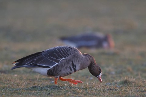 Greater White-fronted Goose (Anser albifrons) foraging, North Rhine-Westphalia, Germany