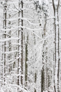 Forest in winter, Saxony, Germany