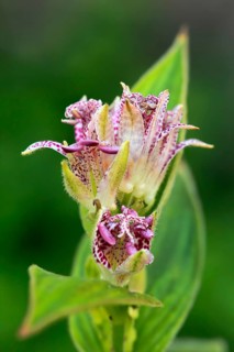 Bristly toad lily (Tricyrtis hirta), flowering, flower, Ellerstadt, Germany