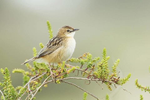 Zitting Cisticola (Cisticola juncidis), Mallorca, Spain