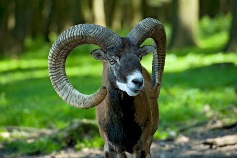 European mouflon (Ovis gmelini musimon), mouflon deer, ram, male with impressively large curved