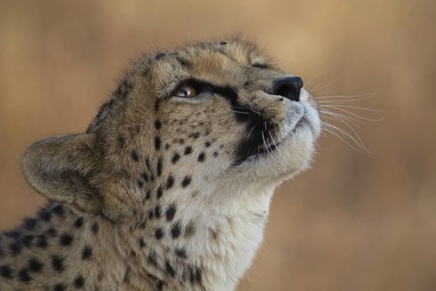 Cheetah (Acinonyx jubatus) captive, female, Castile-La Mancha, Spain