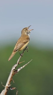 Great Reed Warbler (Acrocephalus arundinaceus), with open beak, singing, twittering, sitting on a