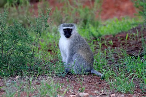 Vervet Monkey (Chlorocebus pygerythrus), adult, on ground, sitting, alert, Mokala National Park,