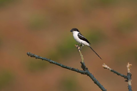 Northern Fiscal (Lanius humeralis) perched on a branch, Uganda