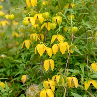 Clematis (Clematis 'Bill MacKenzie'),  Germany
