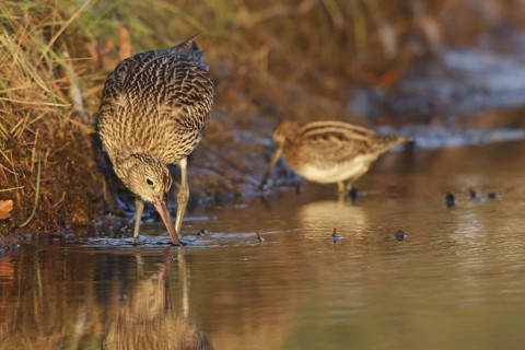 Eurasian Curlew & Common Snipe (Numenius arquata & Gallinago gallinago), Netherlands