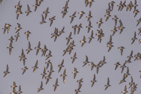 Red Knot (Calidris canutus) flying, Schleswig-Holstein, Germany