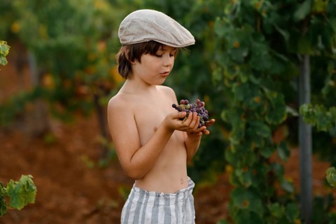 A young boy with a cap enjoys fresh grapes in a vibrant vineyard. His striped shorts and the green
