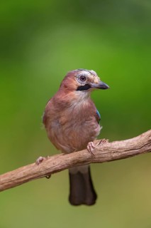 Jay, European Jay, Jay, eurasian jay (Garrulus glandarius), Geai des chênes, Arrendajo Común,