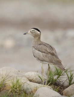 Peruvian Thick-knee (Burhinus superciliaris), Lima, Peru