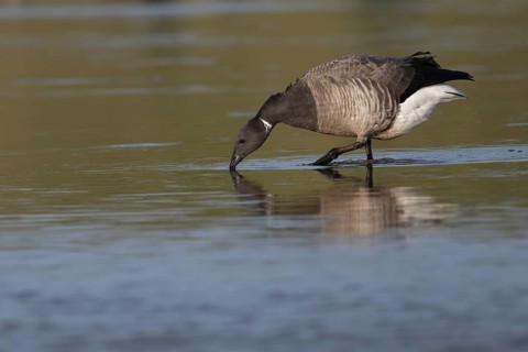Brent goose (Branta bernicla), Texel, Netherlands