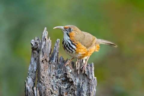 Black-streaked Scimitar Babbler (Pomatorhinus gravivox), Yunnan, China