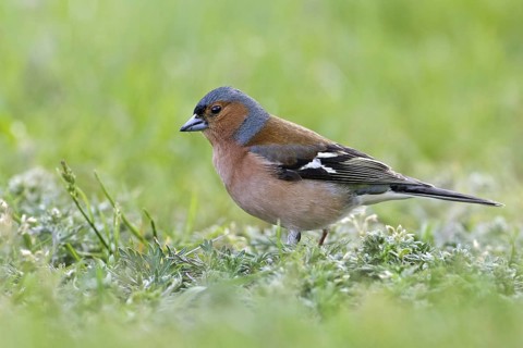 Common Chaffinch (Fringilla coelebs) male, Saxony-Anhalt, Germany