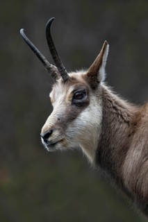 Chamois (Rupicapra rupicapra), Alpine Zoo, Innsbruck, Tyrol, Austria