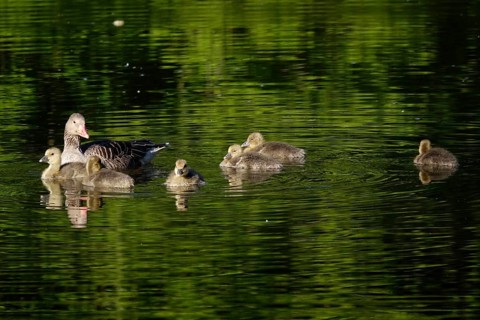 Greylag geese with offspring at a lake, May, Germany