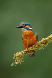 Common kingfisher (Alcedo atthis) adult male bird on a moss covered tree branch, England, United