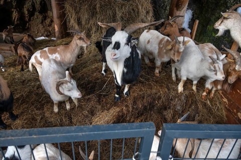 Goats (Capra aegagrus hircus) in the enclosure waiting to be fed, Untertrubach, Upper Franconia,