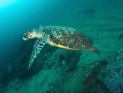 Pacific Hawksbill sea turtle (Eretmochelys imbricata bissa)