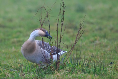 Swan Goose (Anser cygnoides), Netherlands