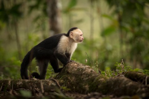 A white-faced capuchin monkey on a rainforest floor in northern Costa Rica