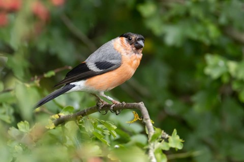 Eurasian bullfinch (Pyrrhula pyrrhula) adult male bird in a Hawthorn tree in summer, Suffolk,