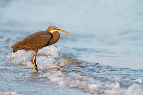 Heron, (Egretta gularis), heron, animals, birds, biotope, habitat, foraging Salalah, Raysut,