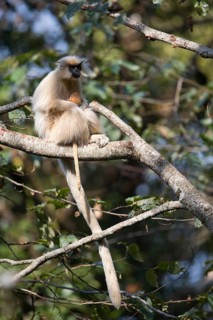 Gee's Golden Langur (Trachypithecus geei) female with young on tree in rainforest, Bhutan