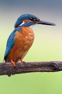 Common Kingfisher (Alcedo atthis) male, Saxony-Anhalt, Germany
