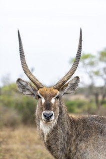 Ellipsen waterbuck (Kobus ellipsiprymnus), adult male, animal portrait, Kruger National Park, South