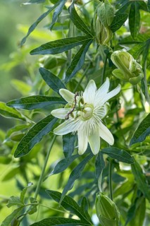 Passion flower (Passiflora cärulea 'Constance Elliott'), Mainau Island, Germany