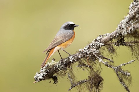 Common Redstart (Phoenicurus phoenicurus) male perched on a branch, Dalarna, Sweden