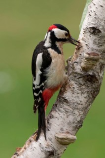Great Spotted Woodpecker (Dendrocopos major) male, Lower Saxony, Germany