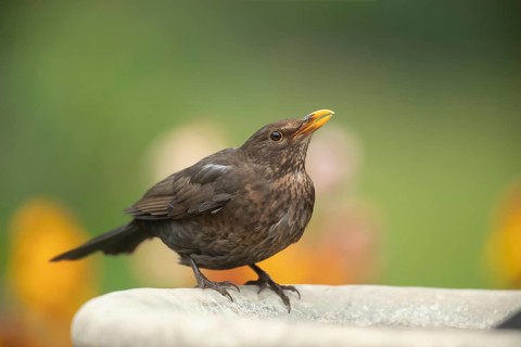 European blackbird (Turdus merula) adult female garden bird drinking water from a bird bath,