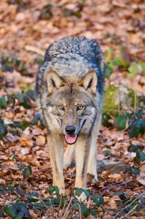 Close-up of a Eurasian wolf (Canis lupus lupus) in a forest in spring, Bavarian Forest National