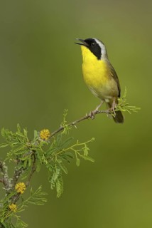 Common Yellowthroat (Geothlypis trichas) singing, Texas, USA