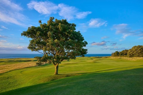 A tree in a green field under clear sky with sea in the background, golf course, North Berwick,